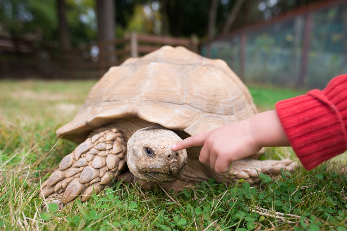 愛くるしい動物に癒されたい 都内近郊の動物ふれあいスポット ママリ