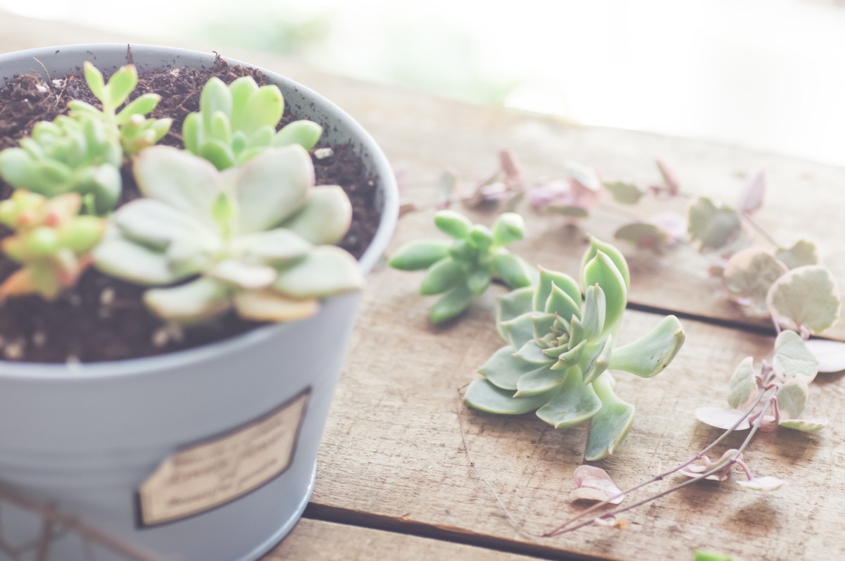 簡単にできる「栽培セット」で植物を育てよう！親子で楽しめるおすすめ