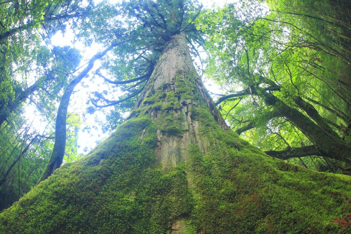 自然がいっぱいの屋久島へ の んびり 子連れ旅行のすすめ ママリ