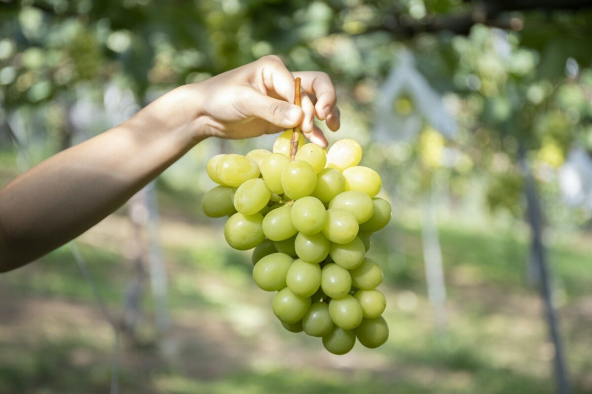 関西 近畿地方でブドウ狩り 時期はいつ シャインマスカット食べ放題も ママリ