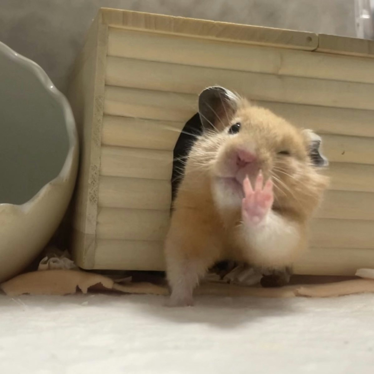 どんな顔してる？“アイドル級ファンサ”を見せるハムスターの奇跡の一枚