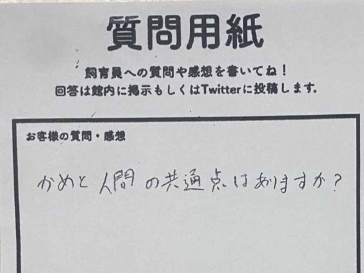 カメと人間の共通点は？」ウミガメ飼育員の回答に22万いいね「哲学的な