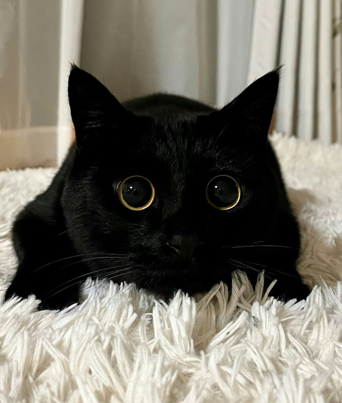 ズルい可愛さ】反則級のまん丸おめめ！黒猫ちゃんの破壊力に「全人類が