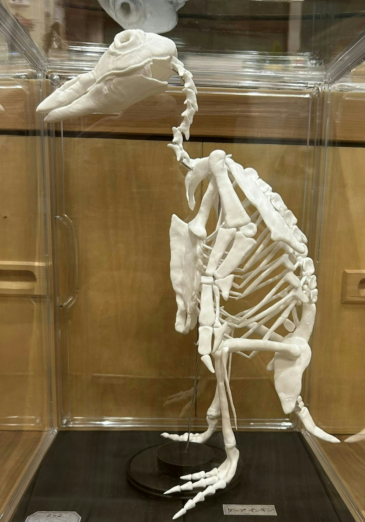 骨格オブジェ 紙粘土製 全長約110cm 引き取り限定 夏の自由研究傑作選！小2女子がダイソー粘土で作った“骨格標本”に5万