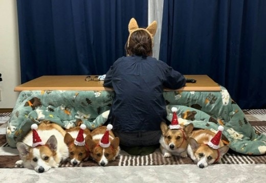 あと何日？クリスマスを待つコーギーに4.2万いいね「サンタ待ち 