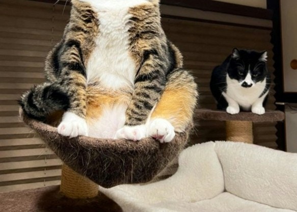 ♡ねむり猫様確認ページ♡ ねこのきもち9月号表紙＆裏表紙の撮影を担当しました😺📸 #ね