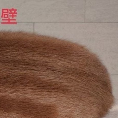 「※猫です」5.9万人が二度見、うっかり騙されてしまう奇跡の1枚に5.9万いいね『絶対的ウリ坊感』