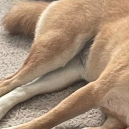 ペット用ベッドより…「最高の特等席」で眠る柴犬に2万人が癒やされたワケ「いい風景だね」