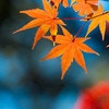 京都の紅葉の見ごろはいつ？名所から穴場までおすすめの紅葉スポット紹介！