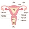 【医療監修】子宮内膜症になると妊娠しにくい？原因や症状と治療方法
