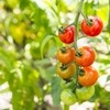 家庭菜園するなら？イチゴ、バジル、トマトなど初心者＆親子で楽しめる野菜7選