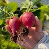 団地のベランダで始めた家庭菜園、栽培で得た「お金の価値以上のもの」