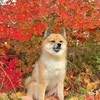 犬のパーソナルカラーは？紅葉に映えるしば犬に6.7万いいね「ザ・芸術」「めちゃくちゃ調和してる」