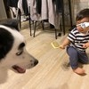 ブラッシングしたい幼児、犬の不安げな表情に3万いいね「どっちもかわいい」「完全にロックオン」