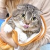 猫の写真を4万枚撮って気づいた真実に5.4万いいね「4万枚見てみたい」「間違いないっ」