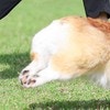 アップにしたら悶絶！コーギー犬の「一生懸命」に17万いいね「トレードマークですから」「たまらん」