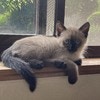 黒っぽい保護猫「おこげ」と名付けたら…飼ってからの変化に4万いいね「改名！」「うちの子も」