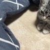 子猫のこたつデビューに6000いいね「もう出られないぞ」「めちゃくちゃかわいい」