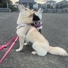 まるでアイドル犬？2匹のフォーメーションに8万いいね「変身する15秒前」「新曲歌い出しそう」