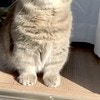 寒い時期はひだまりへ、安らぐ表情の猫に1万いいね「なんてかわいい」「まぶしいにゃん」