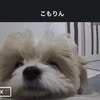 かわいいでいっぱい！見守りカメラに映った愛犬に6万いいね「帰りたくなる」「幸せの瞬間」