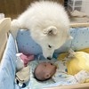 見つめ合い…愛犬と赤ちゃんの交流に16万いいね「尊い×尊い」「癒される」