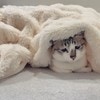 「起きなくていいよ」布団で温まる猫の表情に6.8万いいね「この猫になりたい」「ずっとコロコロしてて」