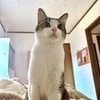 「にゃんですと？」朝ごはん抜きを悟った猫の表情に2.2万いいね「聞いてないにゃ」「これは一大事」