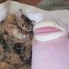 ぬいぐるみの隣でぐっすり…愛があふれてくる寝顔に4万いいね「かわいい×かわいい」「尊い」