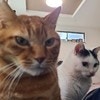 飼い主がちょっと横になると…お見舞いする猫に8万いいね「おやつ？」「愛されているー！」