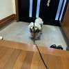 愛犬に「ちょっと待ってね」と伝え振り向くと…けなげな姿に1.8万いいね「なんておりこうさん」「律儀」