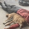 犬用ベッドは空っぽ…柴犬の寝る場所に2万いいね「特等席」「お互い幸せ」