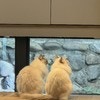 ふたりで仲良くお話し、愛猫の後ろ姿に10万いいね「なんてかわいいの」「尊い」