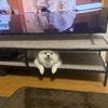 「テレビに集中できません」愛犬のかわいい視線に7.5万いいね「かわい過ぎるやろ」「テレビに嫉妬してるみたい」