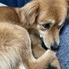 「ゆるせない」悲しい表情の愛犬に1万いいね「えらいこ、えらいこ」「よく頑張ったね」