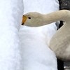 白鳥がシュールに…積雪した河川敷の光景に8.3万いいね「白鳥何してん」「自分もやりたい」