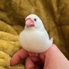 餅⇒エリンギ、変身する文鳥に3万いいね「予測不可能な展開」「着太りするタイプ？」