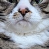 「めんこい！」ペットを褒められた飼い主に5万いいね「皆親バカ」「自分が褒められるより効果あり」
