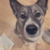 ミックス犬ですと伝えたら…素敵な返しに1万いいね「その答えいいなぁ」「採用させて頂きます！」