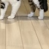 飼い主のくしゃみでびっくり！目が点になる猫に20万いいね「おもしろすぎる」「ええ顔しとる」