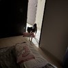 【悶絶級】マイ枕持参で…！愛犬の「一緒に寝たいアピール」に2.8万いいね