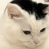 【癒やし】おままごとを「ふむふむ…」と見つめる猫ちゃんに2.2万の優しい眼差し