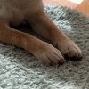 振り返るとこれ…静かに笑わせてくるワンコに5.1万いいね「楽しい犬さん」「ツッコミ待ち」