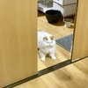 険しい表情！検問する猫に6000いいね「ご飯の量すごい」「ここから先は通さん」