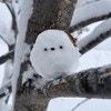 シマエナガ？雪だるま？かわいい瞳に1万いいね「本物では…ない？」「妖精さん」