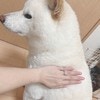ちょうどいい！写真映えする白いもこもこ、SNSで話題に「レンタル料100ワン円」「白いから…」