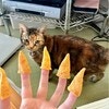 「愚か…」猫の視線に我に返り7万いいね「それが人間という生き物」「絶対やっちゃう」