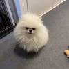 スマホ見てたら、愛犬が拗ねてしまい2万いいね「めっちゃオコ」「まさにかわいい！」