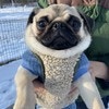 パグが着けている？「かわいいマフラー」正体に1万いいね「自作ですね」「取り外し不可」