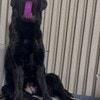 どんな顔!? 愛犬がおもちゃを咥えた“衝撃の一枚”に3千いいね「合成写真みたい」